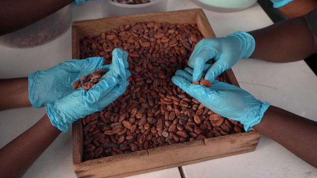 cocoa-beans-1920.jpg 