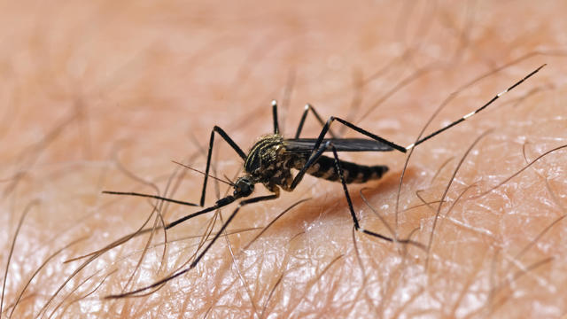 Mosquito on Skin 