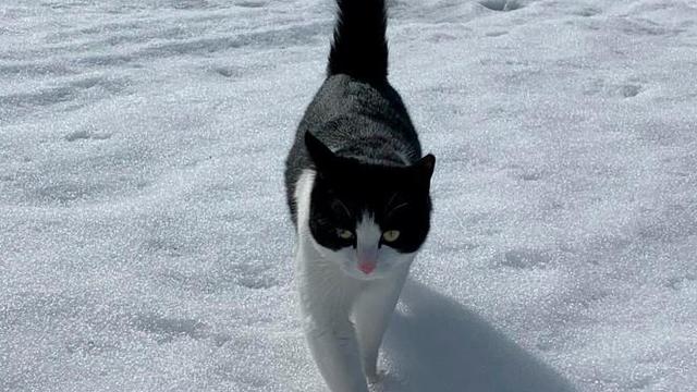 lucky-kitty-leo-cat-juneau-alaska.jpg 